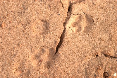 paw prints, possibly from a bobcat.
