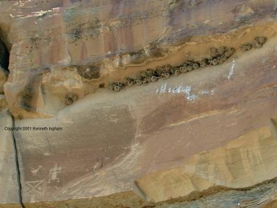 Petroglyphs and cliff swallow nests
