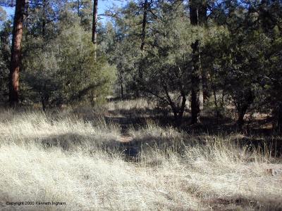 The trail near the trailhead
