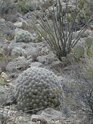 Hedgehog cactus and an ocotillo

