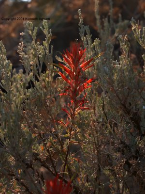 Wyoming paintbrush: Castilleja linariifolia

