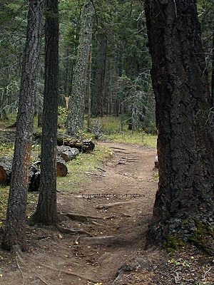 The trail between two trees
