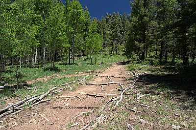 tree roots in trail
