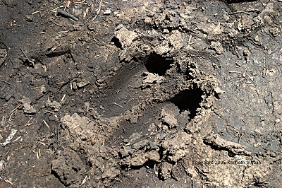 elk print in mud
