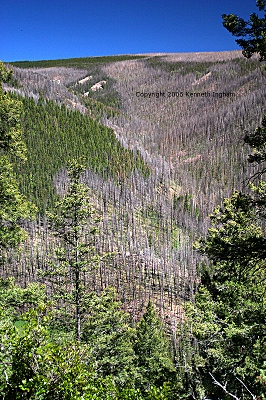 dead trees across valley
