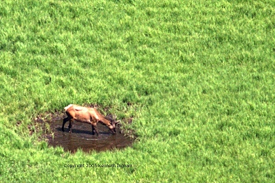 elk in water hole
