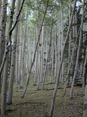 Aspen forest on trail 248
