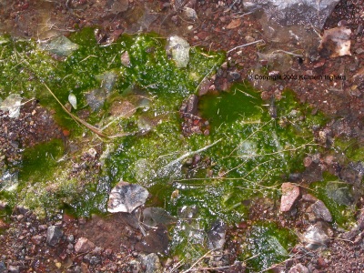 A spring with algae in it
