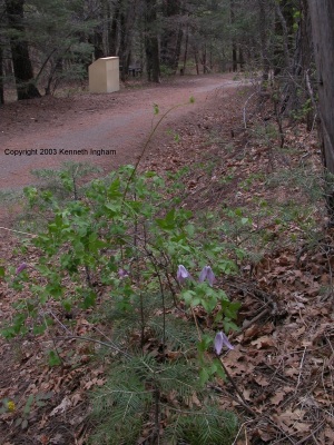 Clematis and the asphalt trail, with a picnic table visible amongst the trees.
