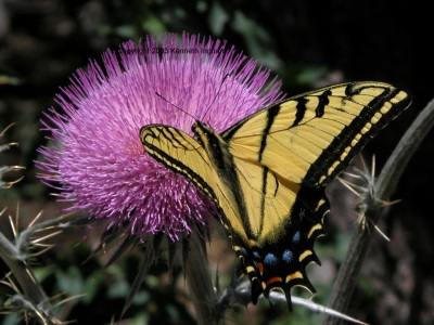 Two-tailed swallowtail (Papilio multicaudatus) on a Cirsium flower
