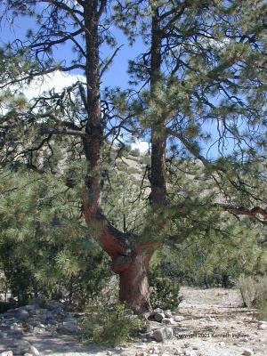 Ponderosa with a branched trunk
