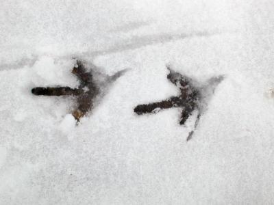 Bird tracks in the snow
