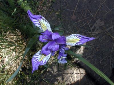 A wild iris along the trail
