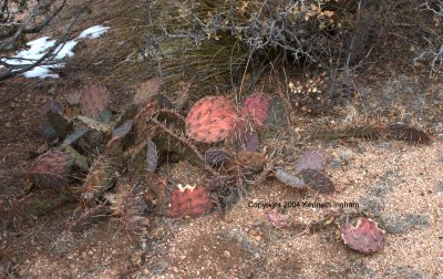 red and purple prickly pear pads
