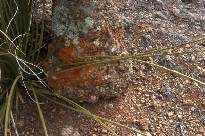 yellow lichen, pink granite, and green beargrass
