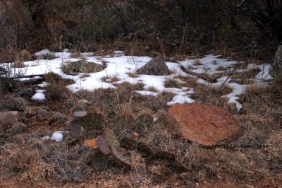 Snow in the shadows, a prickly pear
