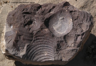 rock with fossils

