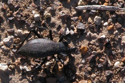 tenebrionid beetle
