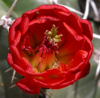 red claret cup blossom
