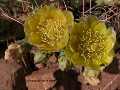 yellow opuntia blossoms
