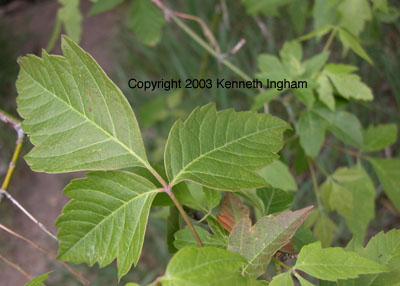 Box elder leaf.

