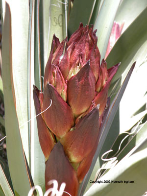 Closeup of banana yucca emerging bloom stalk.