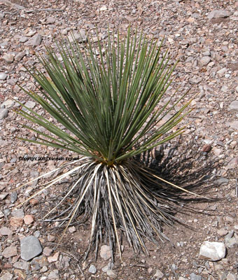 Overview picture of soapweed yucca plant.