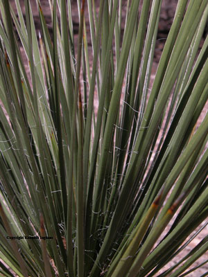 Closeup of yucca leaves.  Note the fibers curling off of the leaf
margins.
