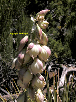 Closeup of yucca blooms.  