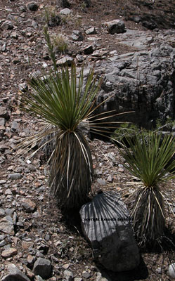 Overview picture of soapweed yucca plant.  Note bloom stalk.