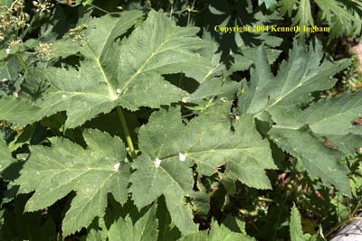 Close-up of cow parsnip or pushkie, <em>Heracleum maximum</em>, leaves.

