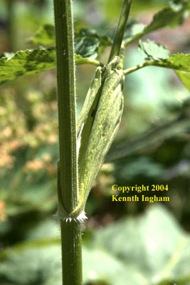 Close-up of cow parsnip or pushkie, <em>Heracleum maximum</em>, leafstalk showing how it clasps the stem.

