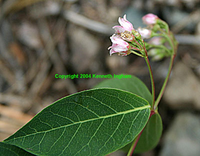 Side view close-up of flowers of Indian hemp, <em>Apocynum cannabinum</em>.   
