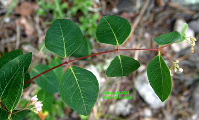 Close-up of leaves and stem of Indian hemp, <em>Apocynum cannabinum</em>. 