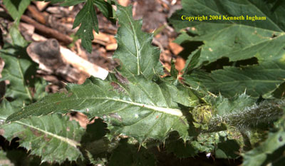Close-up of yellow thistle, <em>Cirsium pallidum</em>, leaves.

