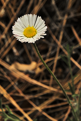 Closeup of a flower of <em>Erigeron divergens</em>.



