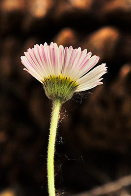 Closeup of the back of a flower of <em>Erigeron divergens</em>.



