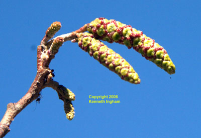 Close-up of <em>Alnus oblongifolia</em> catkins in very early spring.
