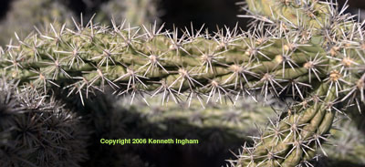 Closer view of the spines of <em>Cylindropuntia spinosior</em>.


