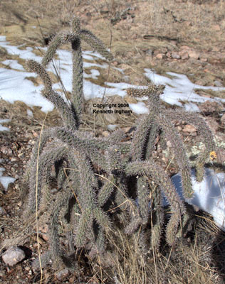 Overview of <em>Cylindropuntia spinosior</em>, commonly called the cane or walking-stick cholla.


