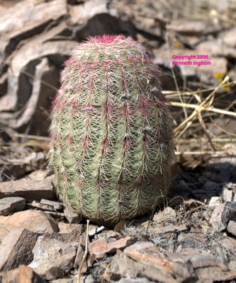 Overview of <em>Echinocereus pectinatus</em>, commonly called the NM rainbow cactus. 
 