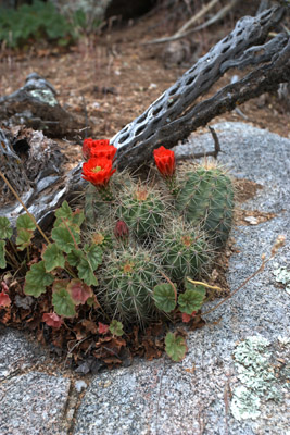 Overview of the claret cup cactus, <em>Echinocereus triglochidiatus</em>.


