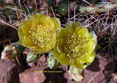 Close-up of flowers of a species of prickly pear cactus, <em>Opuntia</em> sp.


