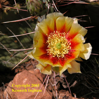 Close-up of flowers of a species of prickly pear cactus, <em>Opuntia</em> sp.

