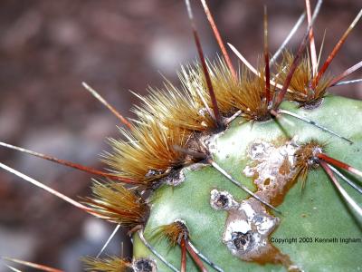 Close-up of glocids of a species of prickly pear cactus, <em>Opuntia</em> sp.

