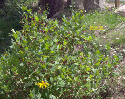 Overview of <em>Lonicera involucrata</em>, commonly called twinberry.
