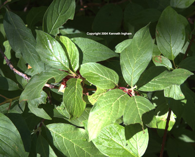 Close-up of twinberry honeysuckle leaves.

