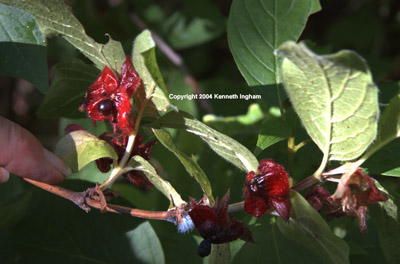 Overview of twinberry honeysuckle berries.

