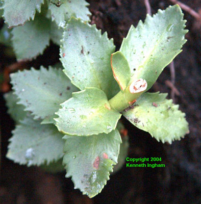 Close-up of leaves of King's crown, <em>Sedum integrifolium</em>. 

