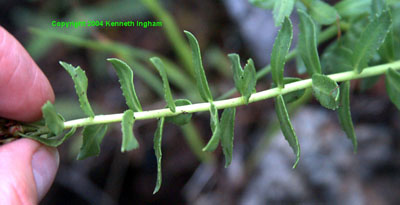 Close-up of stem of King's crown, <em>Sedum integrifolium</em>. 

